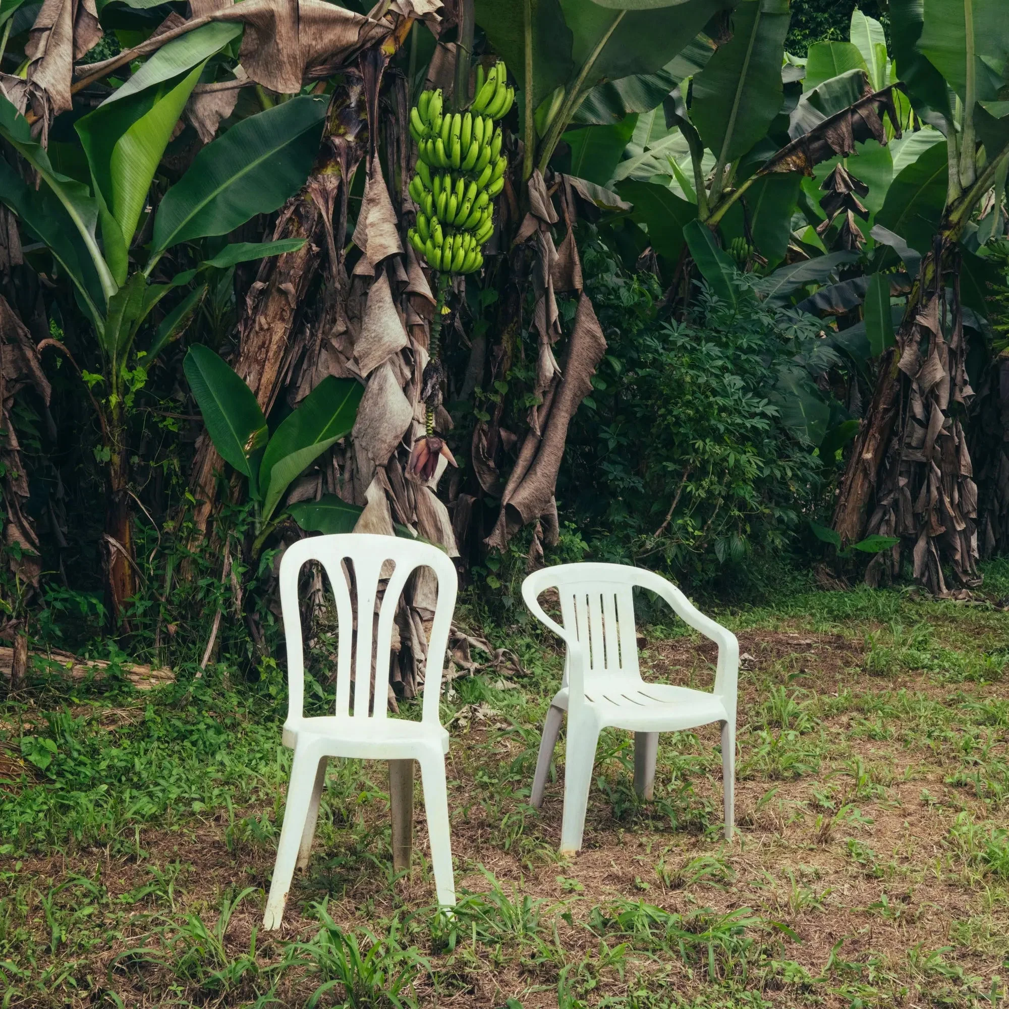 Bad Bunny – Debí Tirar Más Fotos (2xLP, White vinyl)