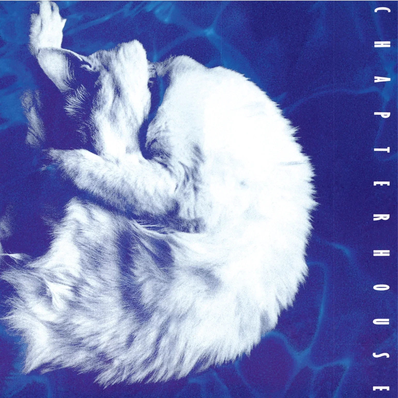 Chapterhouse – Whirlpool (White/Black Marble vinyl)