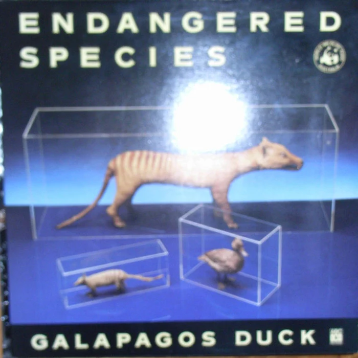 Galapagos Duck – Endangered Species (NM/VG+)