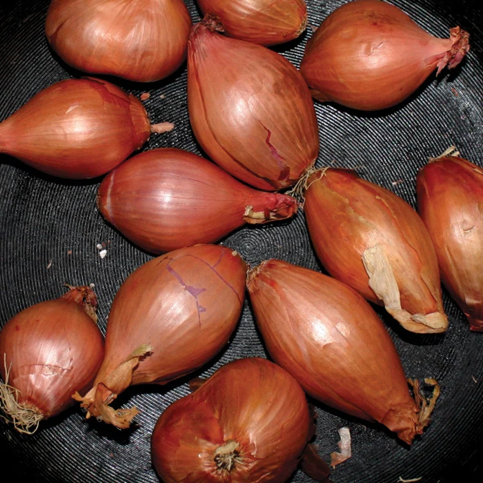 Ty Segall – Fried Shallots (VG+/VG+)