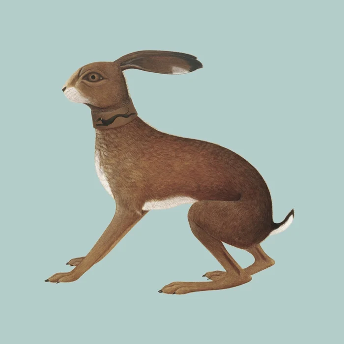 Vashti Bunyan – Lookaftering - Expanded Edition (2xLP)